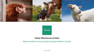 World’s biggest project for immunisation of backyard animals