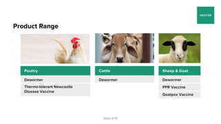 World’s biggest project for immunisation of backyard animals