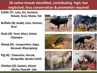 Priority areas of livestock sector for strengthening food and nutrition security in Nepal