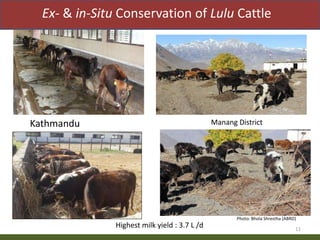Priority areas of livestock sector for strengthening food and nutrition security in Nepal