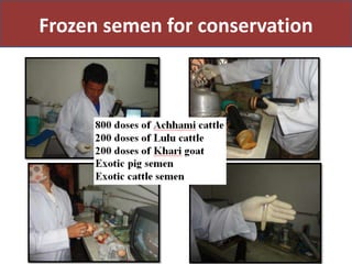 Priority areas of livestock sector for strengthening food and nutrition security in Nepal