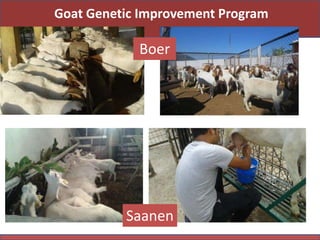 Priority areas of livestock sector for strengthening food and nutrition security in Nepal