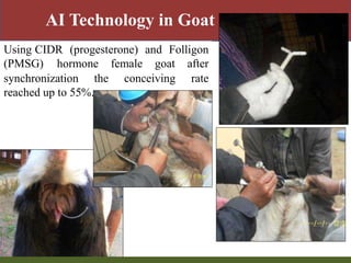 Priority areas of livestock sector for strengthening food and nutrition security in Nepal