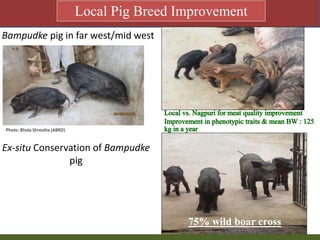 Priority areas of livestock sector for strengthening food and nutrition security in Nepal