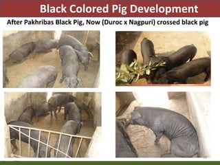 Priority areas of livestock sector for strengthening food and nutrition security in Nepal