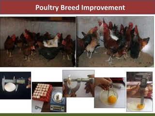 Priority areas of livestock sector for strengthening food and nutrition security in Nepal