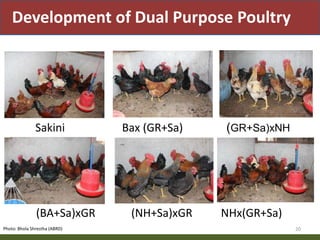 Priority areas of livestock sector for strengthening food and nutrition security in Nepal