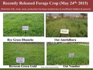 Priority areas of livestock sector for strengthening food and nutrition security in Nepal