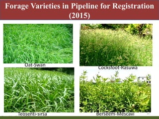 Priority areas of livestock sector for strengthening food and nutrition security in Nepal