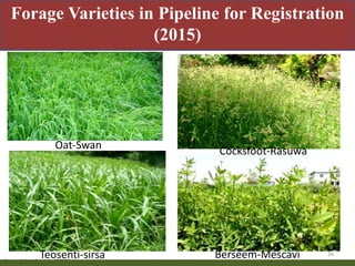 Priority areas of livestock sector for strengthening food and nutrition security in Nepal