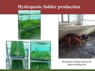 Priority areas of livestock sector for strengthening food and nutrition security in Nepal