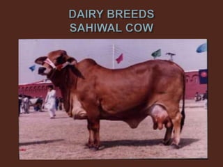 Livestock and Poultry Sectors in Pakistan