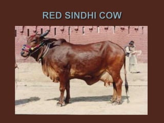 Livestock and Poultry Sectors in Pakistan