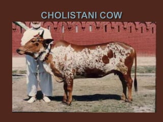 Livestock and Poultry Sectors in Pakistan