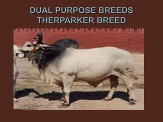 Livestock and Poultry Sectors in Pakistan