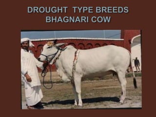 Livestock and Poultry Sectors in Pakistan