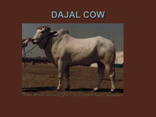 Livestock and Poultry Sectors in Pakistan