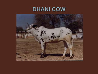 Livestock and Poultry Sectors in Pakistan