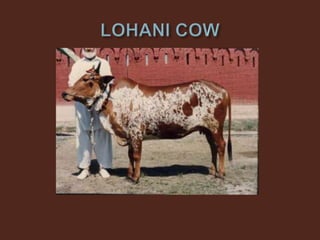 Livestock and Poultry Sectors in Pakistan