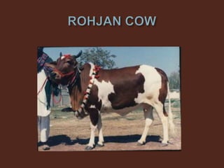 Livestock and Poultry Sectors in Pakistan