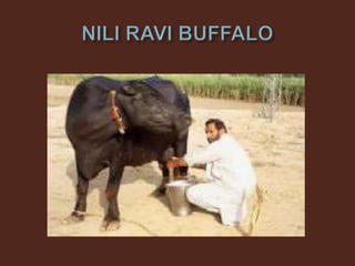 Livestock and Poultry Sectors in Pakistan