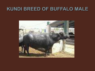 Livestock and Poultry Sectors in Pakistan