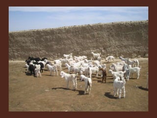 Livestock and Poultry Sectors in Pakistan