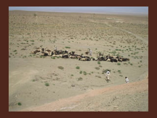 Livestock and Poultry Sectors in Pakistan