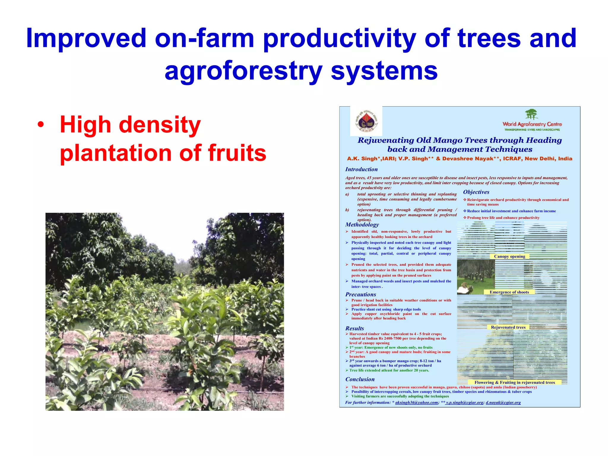 Improved on-farm productivity of trees and
          agroforestry systems
• High density                    Rejuvenating Old Mango Trees through Heading

  plantation of fruits                  back and Management Techniques
                          A.K. Singh*,IARI; V.P. Singh** & Devashree Nayak**, ICRAF, New Delhi, India

                         Introduction
                         Aged trees, 45 years and older ones are susceptible to disease and insect pests, less responsive to inputs and management,
                         and as a result have very low productivity, and limit inter cropping because of closed canopy. Options for increasing
                         orchard productivity are:
                         a)       total uprooting or selective thinning and replanting        Objectives
                                  (expensive, time consuming and legally cumbersome              Reinvigorate orchard productivity through economical and
                                  option)                                                        time saving means
                         b)       rejuvenating trees through differential pruning /              Reduce initial investment and enhance farm income
                                  heading back and proper management (a preferred
                                                                                                 Prolong tree life and enhance productivity
                                  option).
                         Methodology
                               Identified old, non-responsive, lowly productive but
                               apparently healthy looking trees in the orchard
                               Physically inspected and noted each tree canopy and light
                               passing through it for deciding the level of canopy
                               opening: total, partial, central or peripheral canopy
                                                                                                                Canopy opening
                               opening
                               Pruned the selected trees, and provided them adequate
                               nutrients and water in the tree basin and protection from
                               pests by applying paint on the pruned surfaces
                               Managed orchard weeds and insect pests and mulched the
                               inter- tree spaces .
                                                                                                              Emergence of shoots
                         Precautions
                               Prune / head back in suitable weather conditions or with
                               good irrigation facilities
                               Practice slant cut using sharp edge tools
                               Apply copper oxychloride paint on the cut surface
                               immediately after heading back

                         Results                                                                              Rejuvenated trees
                              Harvested timber value equivalent to 4 - 5 fruit crops;
                              valued at Indian Rs 2400-7500 per tree depending on the
                              level of canopy opening
                              1st year: Emergence of new shoots only, no fruits
                              2nd year: A good canopy and mature buds; fruiting in some
                              branches
                              3rd year onwards a bumper mango crop; 8-12 ton / ha
                              against average 6 ton / ha of productive orchard
                              Tree life extended atleast for another 20 years.

                         Conclusion                                                                  Flowering & Fruiting in rejuvenated trees
                               The techniques have been proven successful in mango, guava, chikoo (sapota) and amla (Indian gooseberry)
                               Possibility of intercropping cereals, low canopy fruit trees, timber species and rhizomatous & tuber crops
                               Visiting farmers are successfully adopting the techniques
                         For further information: * aksingh36@yahoo.com; ** v.p.singh@cgiar.org; d.nayak@cgiar.org
 