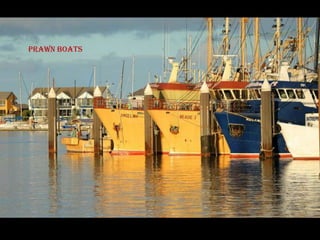 Prawn boats
 