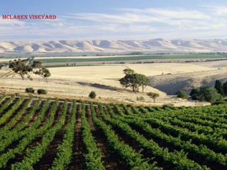 Mclaren vineyard
 
