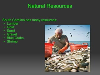 Natural Resources South Carolina has many resources: Lumber Gold Sand Gravel Blue Crabs Shrimp 
