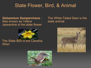State Flower, Bird, & Animal Gelsemium Sempervirens  - Also known as Yellow Jessamine is the state flower         The State Bird is the Carolina Wren         The White-Tailed Deer is the state animal   