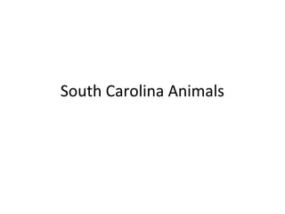 South Carolina Animals
 