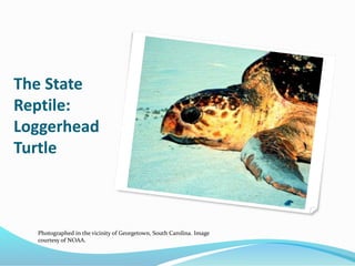 State Turtle South Carolina State Symbols | PPTX