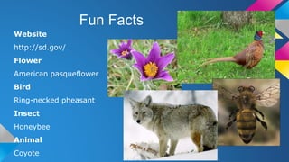 Fun Facts
Website
http://sd.gov/
Flower
American pasqueflower
Bird
Ring-necked pheasant
Insect
Honeybee
Animal
Coyote
 