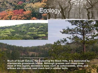 Ecology Much of South Dakota, not including the Black Hills, it is dominated by a temperate grasslands biome. Although grasses and crops cover most of this region, deciduous trees such as cottonwoods, elms, and willows are common near rivers and in shelter belts. 