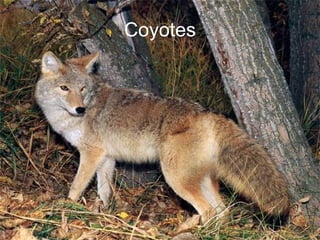 Coyotes 