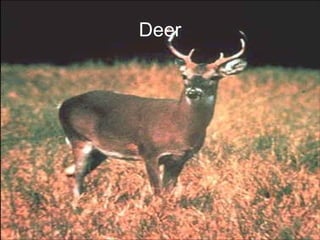 Deer 