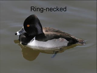 Ring-necked 