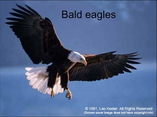 Bald eagles 