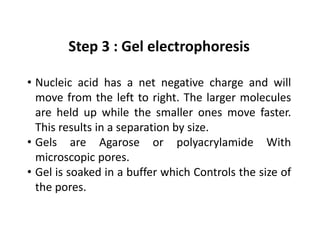Step 3 : Gel electrophoresis
• Nucleic acid has a net negative charge and will
move from the left to right. The larger molecules
are held up while the smaller ones move faster.
This results in a separation by size.
• Gels are Agarose or polyacrylamide With
microscopic pores.
• Gel is soaked in a buffer which Controls the size of
the pores.
 