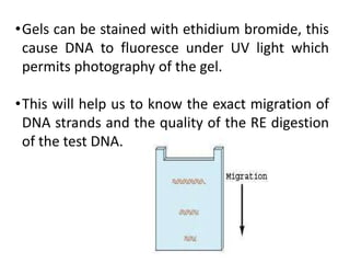 •Gels can be stained with ethidium bromide, this
cause DNA to fluoresce under UV light which
permits photography of the gel.
•This will help us to know the exact migration of
DNA strands and the quality of the RE digestion
of the test DNA.
 