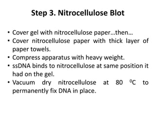 • Cover gel with nitrocellulose paper…then…
• Cover nitrocellulose paper with thick layer of
paper towels.
• Compress apparatus with heavy weight.
• ssDNA binds to nitrocellulose at same position it
had on the gel.
• Vacuum dry nitrocellulose at 80 0C to
permanently fix DNA in place.
Step 3. Nitrocellulose Blot
 