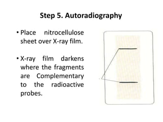 • Place nitrocellulose
sheet over X-ray film.
• X-ray film darkens
where the fragments
are Complementary
to the radioactive
probes.
Step 5. Autoradiography
 