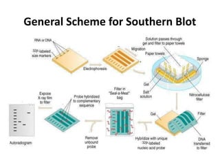General Scheme for Southern Blot
 
