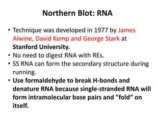 • Technique was developed in 1977 by James
Alwine, David Kemp and George Stark at
Stanford University.
• No need to digest RNA with REs.
• SS RNA can form the secondary structure during
running.
• Use formaldehyde to break H-bonds and
denature RNA because single-stranded RNA will
form intramolecular base pairs and "fold“ on
itself.
Northern Blot: RNA
 