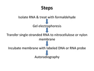 Isolate RNA & treat with formaldehyde
Gel electrophoresis
Transfer single-stranded RNA to nitrocellulose or nylon
membrane
Incubate membrane with labeled DNA or RNA probe
Autoradiography
Steps
 