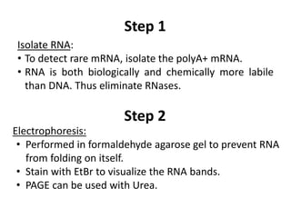 Isolate RNA:
• To detect rare mRNA, isolate the polyA+ mRNA.
• RNA is both biologically and chemically more labile
than DNA. Thus eliminate RNases.
Step 1
Electrophoresis:
• Performed in formaldehyde agarose gel to prevent RNA
from folding on itself.
• Stain with EtBr to visualize the RNA bands.
• PAGE can be used with Urea.
Step 2
 