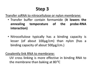 Transfer ssRNA to nitrocellulose or nylon membrane:
• Transfer buffer contain formamide (it lowers the
annealing temperature of the probe-RNA
interaction)
• Nitrocellulose typically has a binding capacity is
lesser (of about 100μg/cm) than nylon (has a
binding capacity of about 500μg/cm.)
Covalently link RNA to membrane:
UV cross linking is more effective in binding RNA to
the membrane than baking at 80 0C
Step 3
 